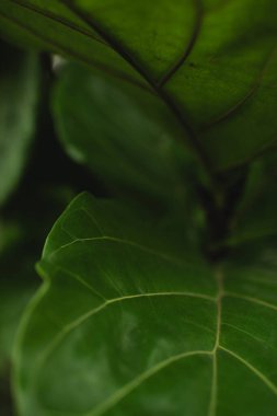 Görünür damarları olan keman yapraklı incir bitkisinin makro yakın çekimi