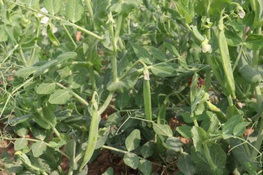 Hasat için çiftlikteki Pisum sativum bitkisi nakit mahsulü.