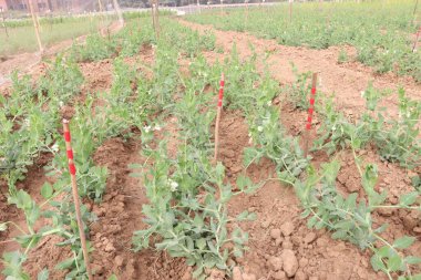 Hasat için çiftlikteki Pisum sativum bitkisi nakit mahsulü.