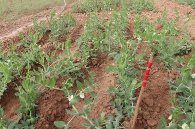 Hasat için çiftlikteki Pisum sativum bitkisi nakit mahsulü.