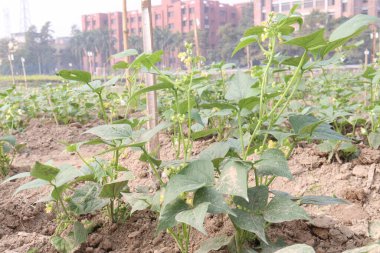 Çiftlikteki ağaçta toplanan fazseolus vulgaris nakit mahsulüdür.