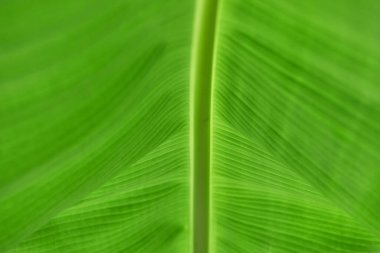 Görünür damarları olan yemyeşil muz yaprağının yakın çekimi