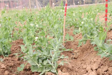 Hasat için çiftlikteki Pisum sativum bitkisi nakit mahsulü.