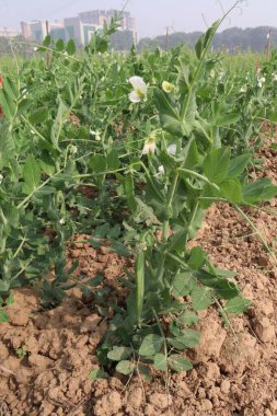 Hasat için çiftlikteki Pisum sativum bitkisi nakit mahsulü.