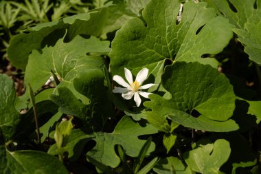 Canlı yeşil orman yaprakları arasında açan beyaz kan çiçeği.