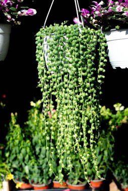 Senecio Rowleyanus, İnci Dizisi, asma bitkisi