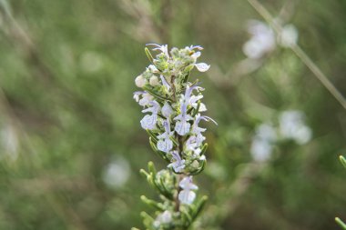 Erkek biberiyesinin çiçekleri.