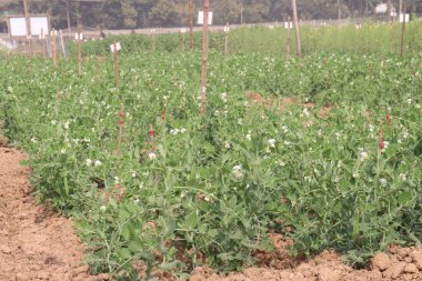 Hasat için çiftlikteki Pisum sativum bitkisi nakit mahsulü.