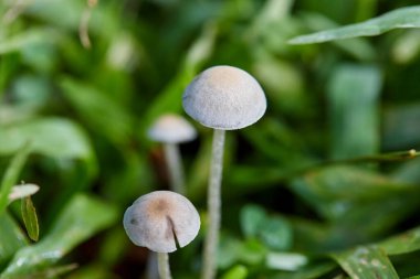 Yeşil çimenlerde yetişen narin vahşi mantarlar.