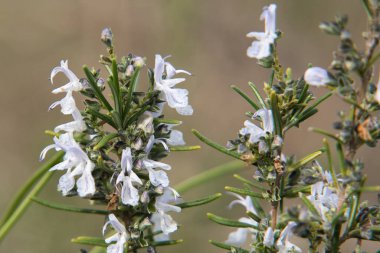 Kışın erkek biberiye çiçeği kümesi