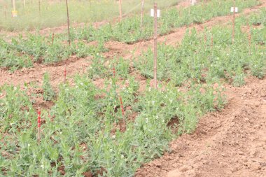 Hasat için çiftlikteki Pisum sativum bitkisi nakit mahsulü.