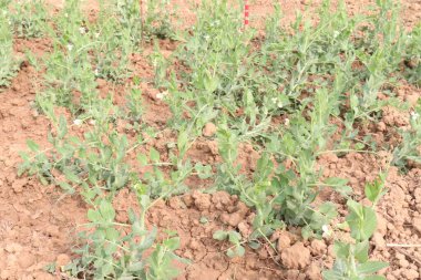 Hasat için çiftlikteki Pisum sativum bitkisi nakit mahsulü.