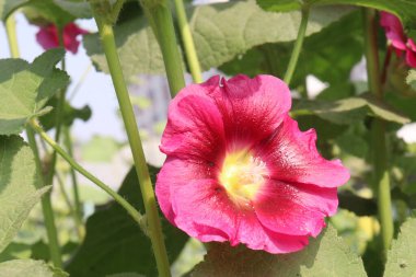 Çiftlikteki Hollyhocks ya da Alcea çiçekleri hasat için nakit mahsuldür. Malvaceae familyasından 80 'den fazla çiçekli bitki türü Asya ve Avrupa' ya özgüdür.