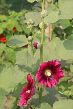 Çiftlikteki Hollyhocks ya da Alcea çiçekleri hasat için nakit mahsuldür. Malvaceae familyasından 80 'den fazla çiçekli bitki türü Asya ve Avrupa' ya özgüdür.
