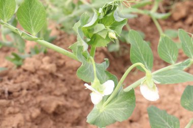 Hasat için çiftlikteki Pisum sativum bitkisi nakit mahsulü.