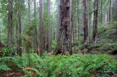 Yükselen ağaçları ve eğrelti otlarının zengin bir alt hikayesi olan yoğun, yeşil bir orman. Yumuşak ışık gölgeliklerde süzülür, gövdelerdeki yosunları ve sessiz, doğal bir yaşam alanını aydınlatır..