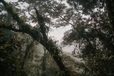 Bromeliad 'lar Sisli, El Silencio, Kosta Rika' da Yağmur Ormanları 'nda Büyüyorlar
