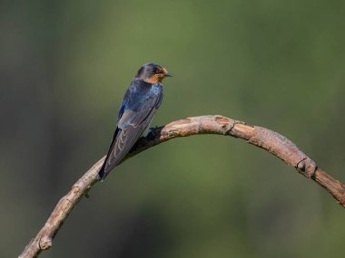 Serene mavi kuş yumuşak yeşil doğal arka planda kıvrımlı dallara tünemiş, barış ve vahşi yaşam güzelliğini çağrıştırıyor.