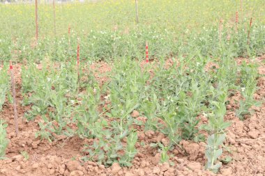 Hasat için çiftlikteki Pisum sativum bitkisi nakit mahsulü.