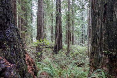 Yüksek ağaçlar, yemyeşil alt katlar, eğrelti otları ve yosun kaplı gövdelerin yer aldığı yoğun orman manzaraları. Yumuşak ışık gölgelikten süzülür, sükuneti, doğal güzelliği ve sakin bir orman havasını taşır..