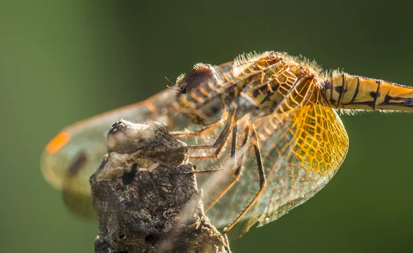 Libelle — Stockfoto