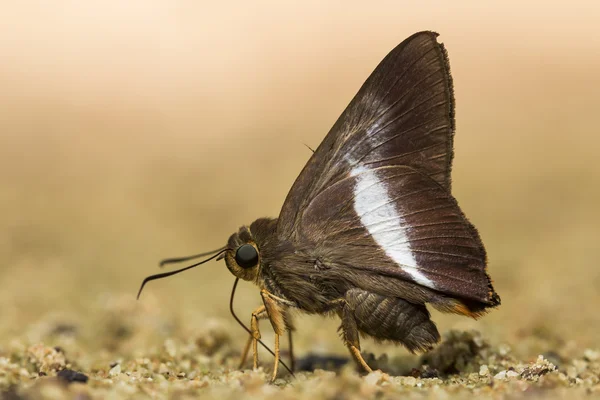 Küçük kahverengi kelebek. — Stok fotoğraf