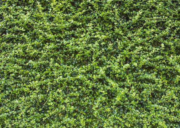 Зеленая стена плюща — стоковое фото