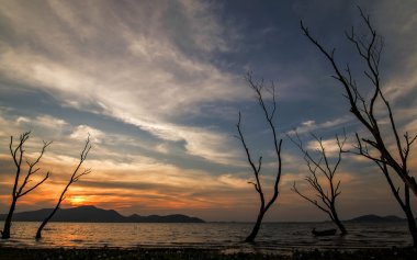 bir göl kenarında ölü ağaçlar