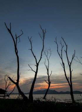 bir göl kenarında ölü ağaçlar
