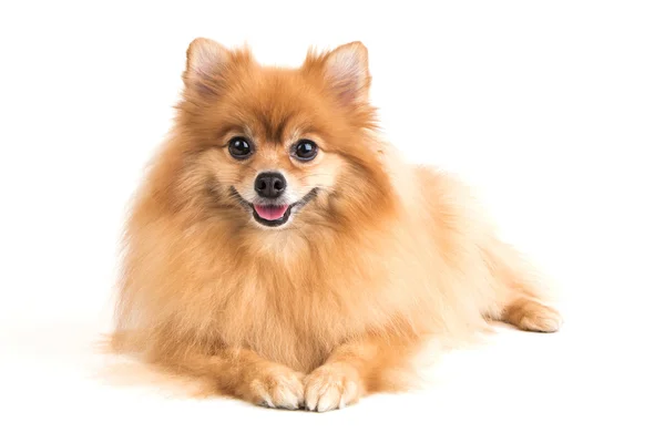 Pomeranya köpeği