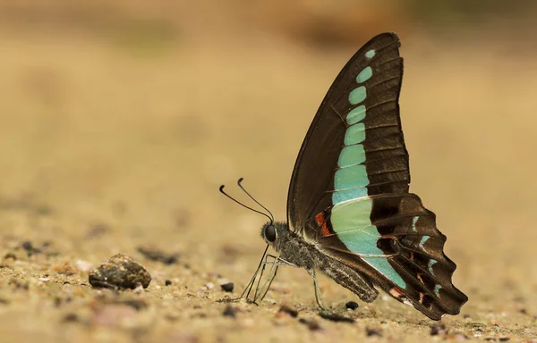 Vlinder op de grond — Stockfoto