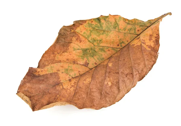 Сухие листья на белых Стоковое Изображение
