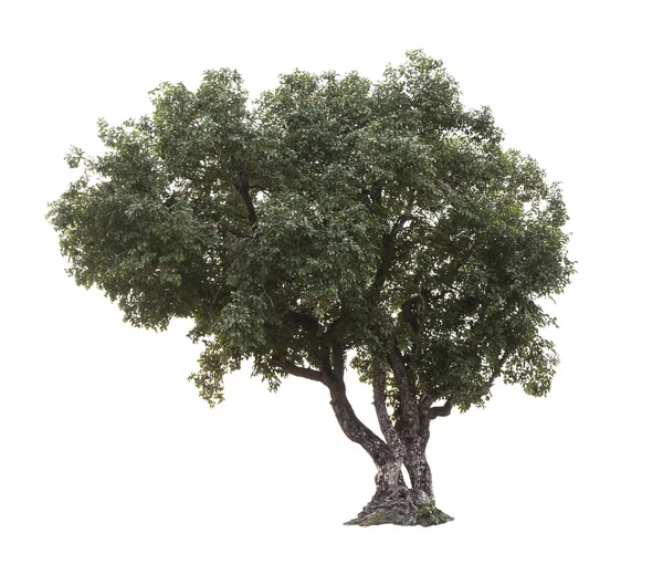 Albero su bianco — Foto Stock