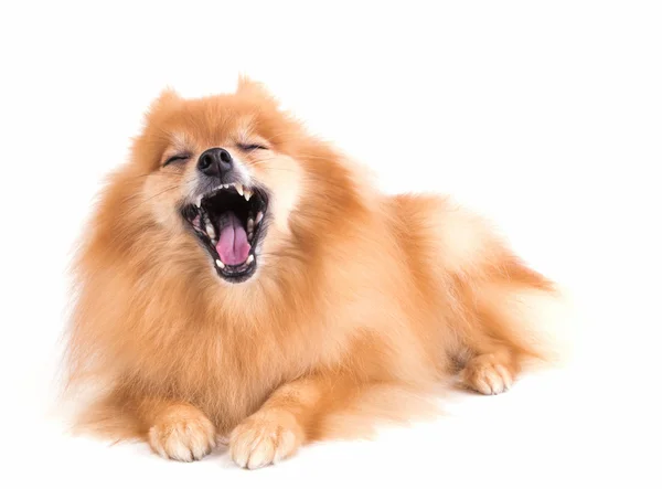 Pomeranya köpeği