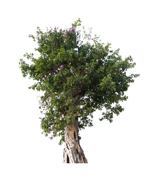 Tree on white — Stock Photo, Image