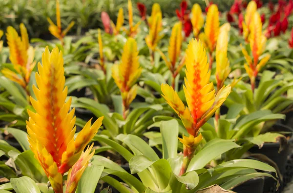 Bromeliads virág — Stock Fotó