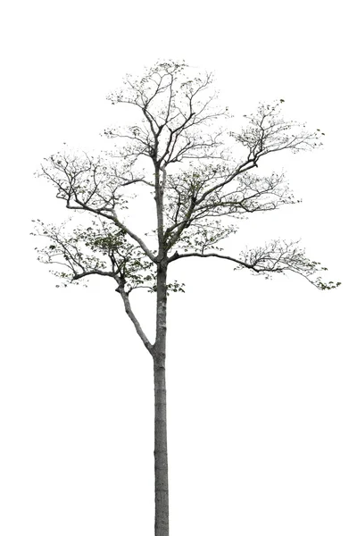 Albero su sfondo bianco — Foto Stock