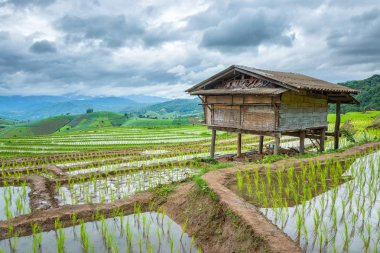 Pirinç tarlaları dağ.