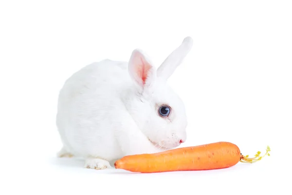 Wit konijn geïsoleerd op wit houden van een wortel — Stockfoto