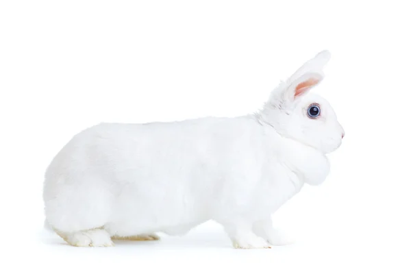 White rabbit isolated on the white side. — Stock Photo, Image