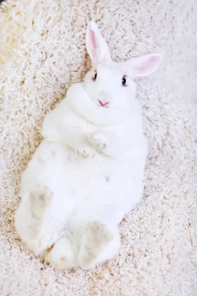 Weißes Kaninchen isoliert auf weißem Rücken liegend — Stockfoto