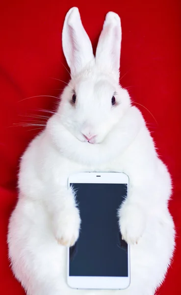beyaz tavşan kırmızı bir telefon tutarak izole