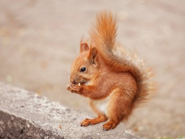 Yaz kürklü bir sincap parktaki kaldırımda oturur ve pençelerinde bir karahindiba çiçeği tutar.
