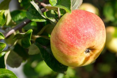 Elma dalında kırmızı bir tarafı olan olgun sarı bir elmanın yakın çekimi.