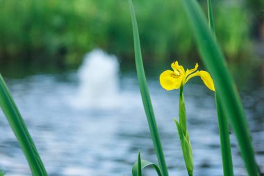 Fıskiyenin koyu mavi suyunun arka planında sarı iris çiçeği.