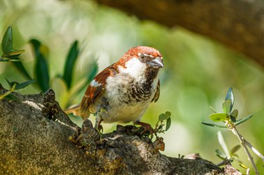Zeytin ağacının dalındaki serçe merakla bekliyor.
