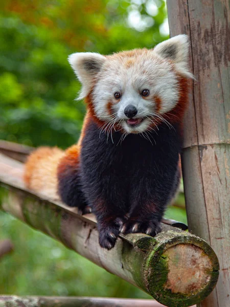 Adorable Panda Rouge Petit Panda Sur Une Barre Transversale Bambou — Photo