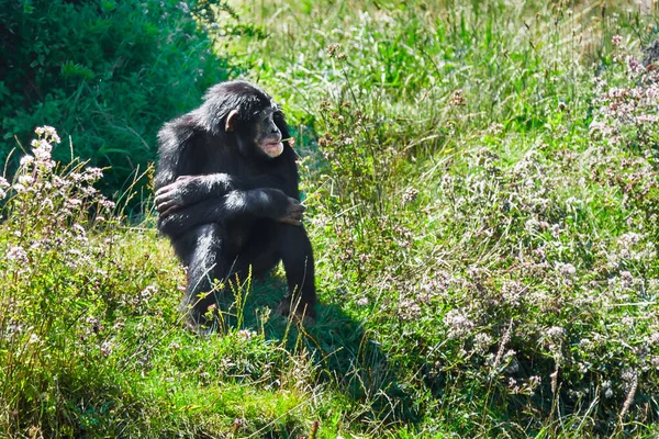 Egy Álmodozó Csimpánz Fűben Egy Napsütéses Napon Egy Virágot Tart — Stock Fotó