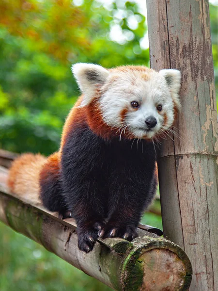 Panda Rojo Apoyado Una Barra Bambú Mira Distancia —  Fotos de Stock
