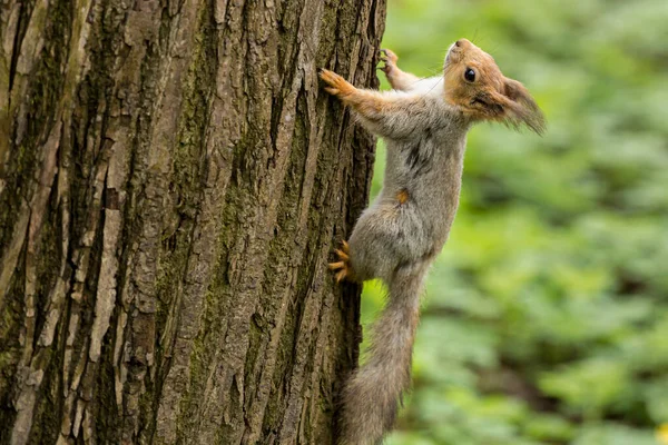 Grey Brown Squirrel Hangs Tree Park — Stock Photo, Image
